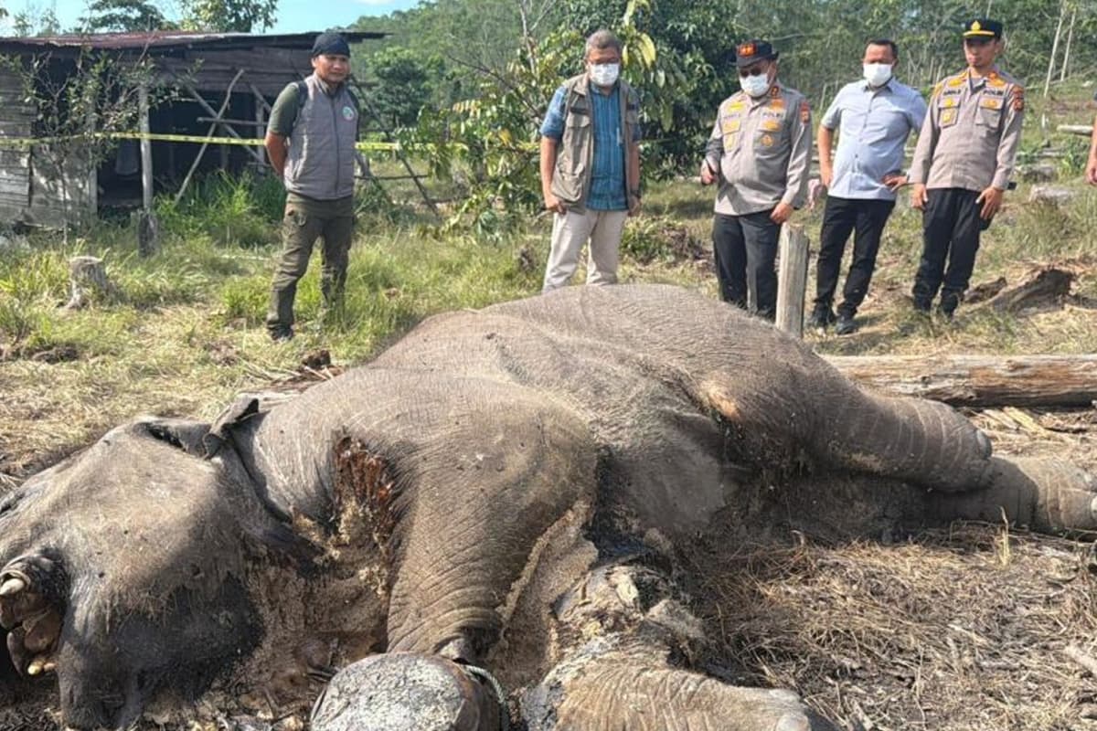 Kematian Anak Gajah, Polda Riau Tetapkan Pemilik Lahan Sebagai Tersangka